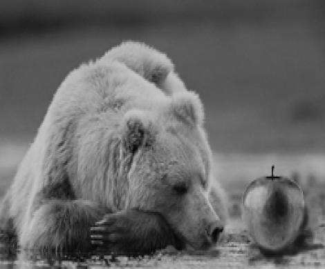 Едят ли медведи яблоки?
