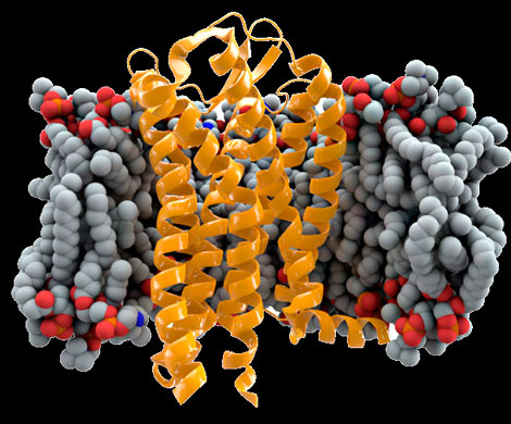 Российские ученые создали ВИЧ-устойчивые эмбрионы человека&zwj;
