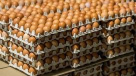 Республика Беларусь увеличила экспорт куриных яиц в Россию в 2,7 раза