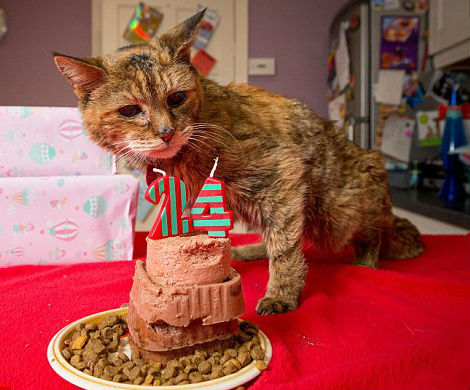 24-летняя Поппи из Великобритании признана самой старой кошкой в мире