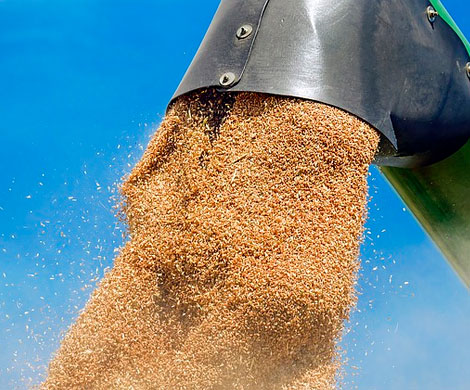 Аграриев просят замедлить вывоз зерна