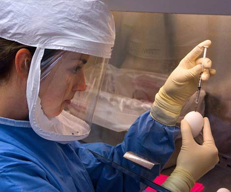 Американские ученые открыли три новых штамма вируса птичьего гриппа