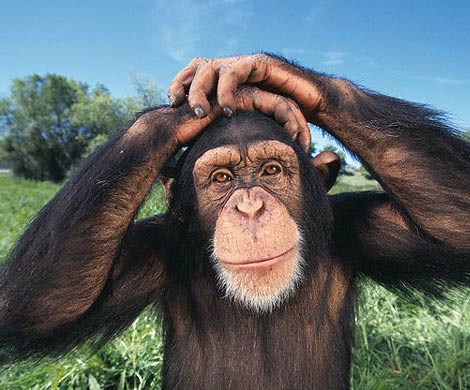 Американские ученые: шимпанзе способны планировать будущее