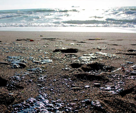 Черное море у берегов Севастополя покрылось нефтяными пятнами