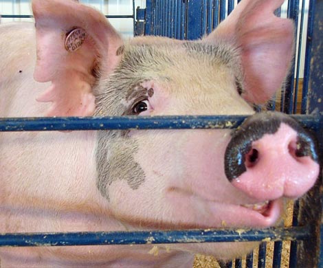 Китайские врачи пересадили человеку часть глаза свиньи  