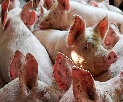 Китаю угрожает эпидемия африканской чумы свиней 