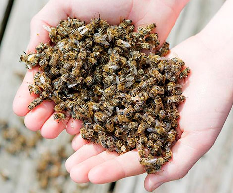 Массовая гибель насекомых – угроза для всех нас
