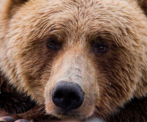 На Камчатке медведь забрел на городской рынок