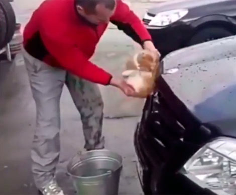 На Кубани мужчина мыл машину «тряпкой» из живого кота