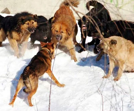 На жителя Сызрани набросилась стая бродячих собак