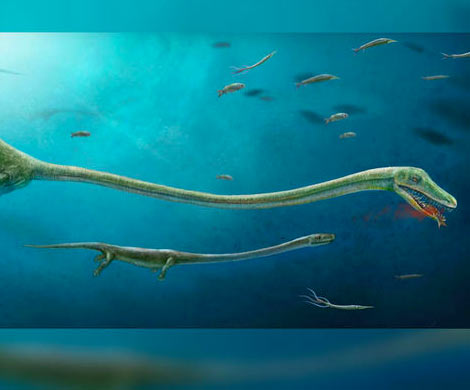 Палеонтологи нашли окаменелые останки беременного «морского монстра»‍