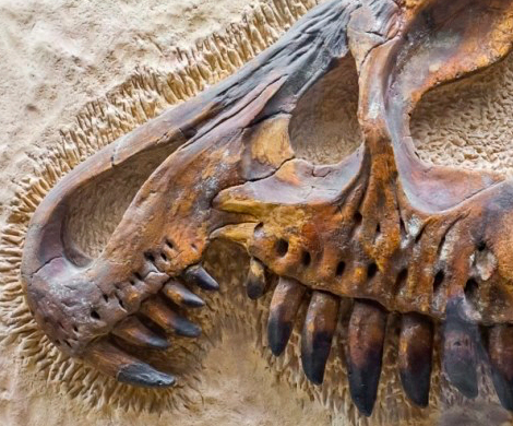 Палеонтологи обнаружили в ЮАР‍ новый вид гигантских динозавров 