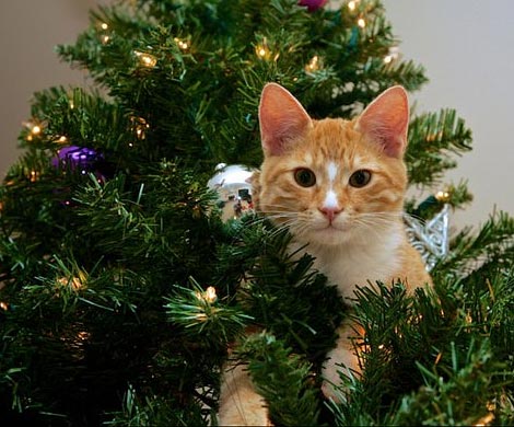 Разгадан секрет противостояния котов и новогодних елок