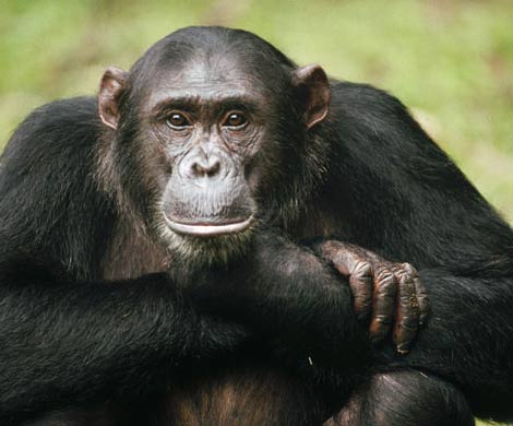 Шимпанзе удивили ученых своими кулинарными способностями