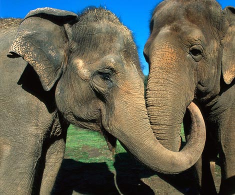 Слоны поразили ученых способностью бороться с раком