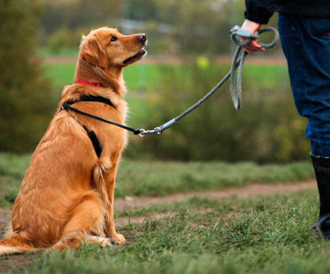 Собаки могут распознавать эпилептические припадки по запаху