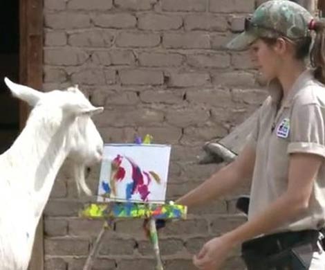 Сотрудники зоопарка научили козла создавать картины