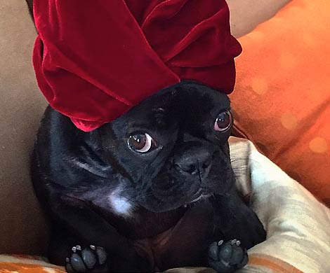 У собаки Леди Гаги появился собственный аккаунт в Instagram