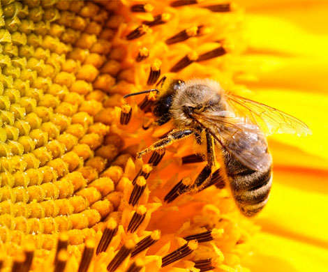 Ученые предрекают полное исчезновение пчел