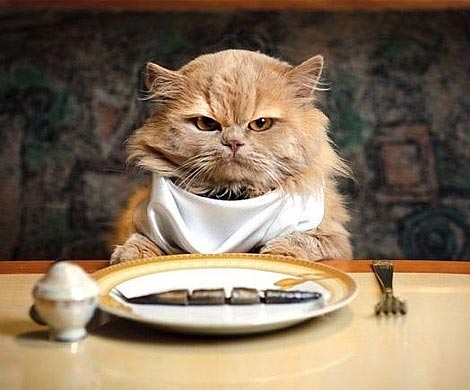 Ученые выяснили, почему кошки привередливы в еде 