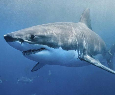 Ученые выяснили, почему вымирают гигантские акулы-убийцы