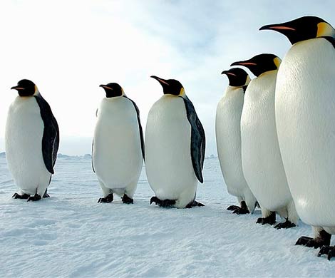Ученым удалось расшифровать язык пингвинов