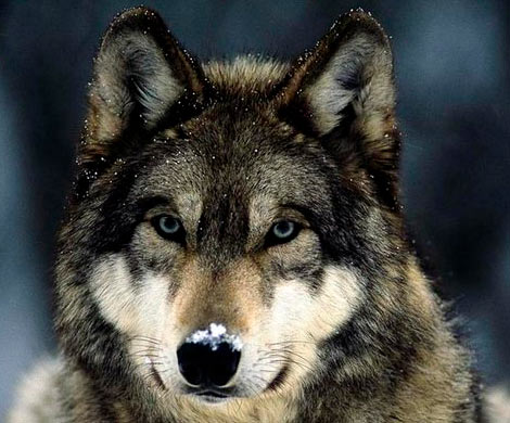 В Казахстане волк притворился мертвым, чтобы отомстить подошедшему охотнику