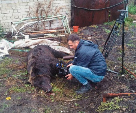 В сеть попало видео бегающего по Семилукам медведя-убийцы