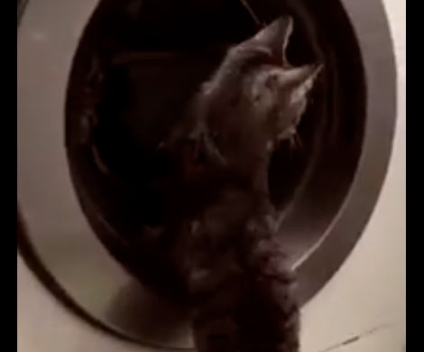 В Смоленске кошка «ускоряла» лапами стиральную машину