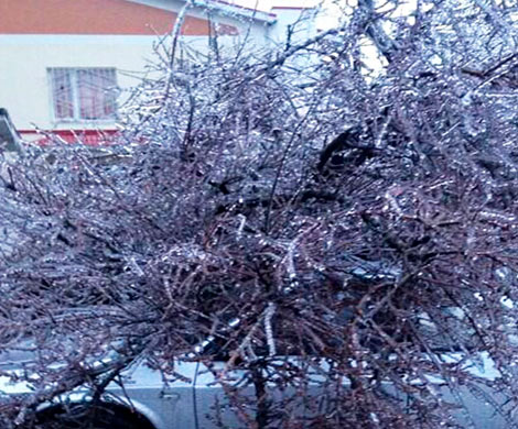 В Таганроге обледенелое дерево раздавило автомобиль
