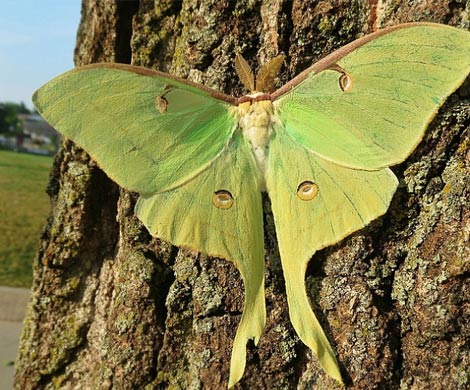 Хвост бабочки–павлиноглазки служит для «постановки помех» радарам летучих мышей  