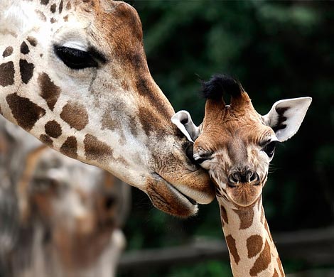 Завсегдатаям российских зоопарков сообщаем: выяснено, что в мире существует 4 вида жирафов!
