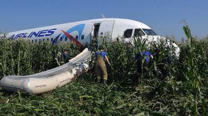Airbus спасло кукурузное поле