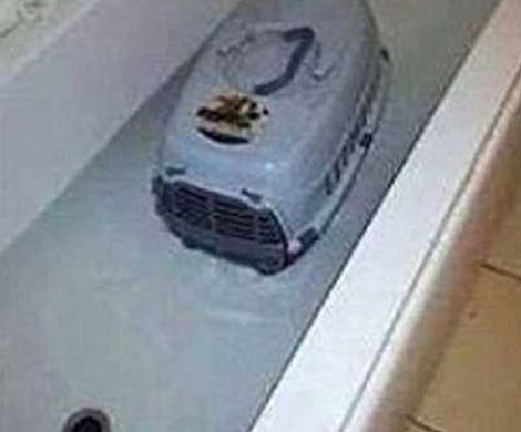 Британке угрожают из-за купания кота в ванной