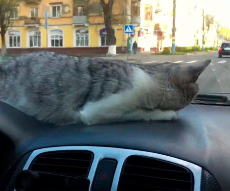 Брянский автолюбитель выложил в сеть видео с кошкой-штурманом