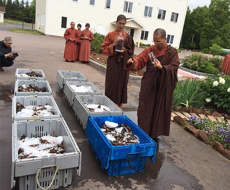Буддийские монахи выкупили и отпустили 270 кг лобстеров
