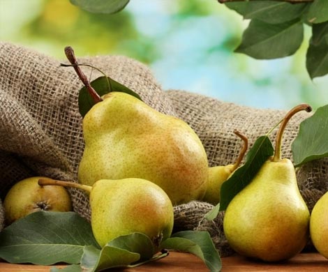 Для борьбы с лишним весом врачи рекомендуют есть груши
