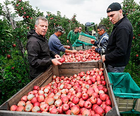 Еврокомиссия увеличила помощь пострадавшим от продуктового эмбарго фермерам 