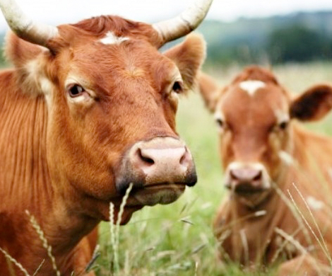 Фермеры наращивают объемы продукции