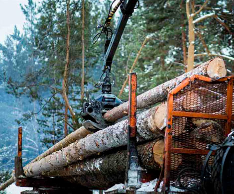 ФТС актуализировала методику измерения объема пиломатериала