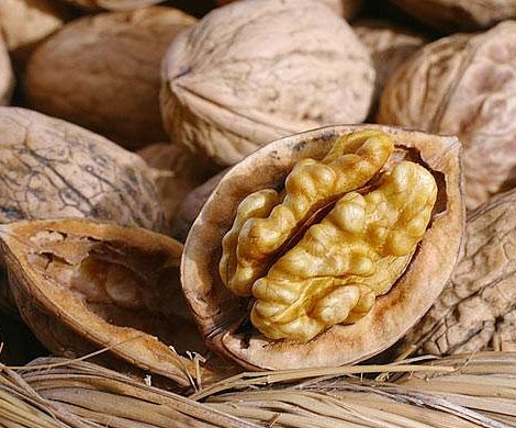 Грецкие орехи необходимы человеку для защиты микрофлоры