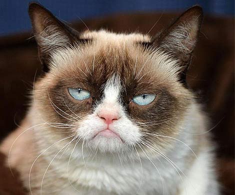 Grumpy Cat будет увековечена в галерее мадам Тюссо