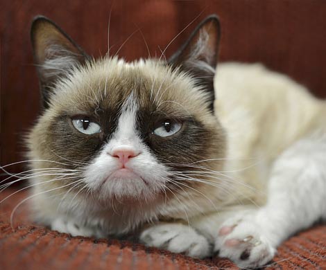 Grumpy Cat принесла своей хозяйке $100 млн 