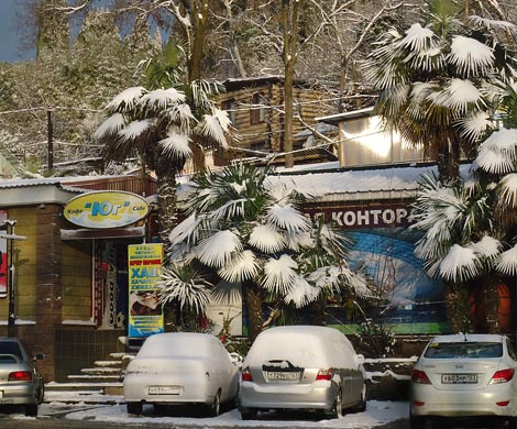 Сочи: какой же русский не любит… теплой зимы