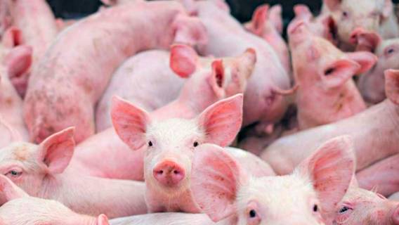 Калифорнийские рестораны и продуктовые добиваются отсрочки закона о защите животных на фермах