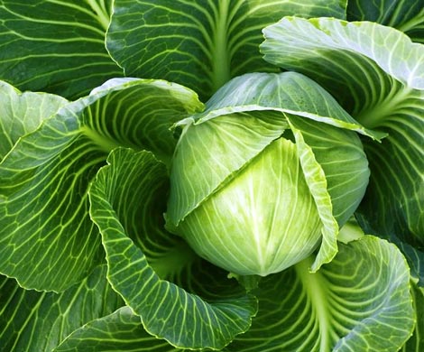 Капуста оказалась одним из лучших продуктов для борьбы с лишним весом