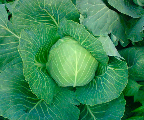 Капуста поможет продлить жизнь