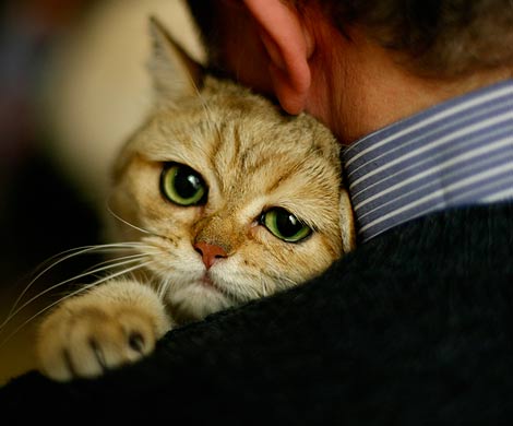 Кототерапия помогает в борьбе со стрессом