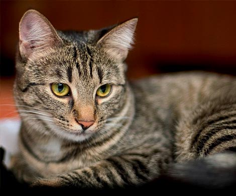 Коты избавят от проблем с сердцем