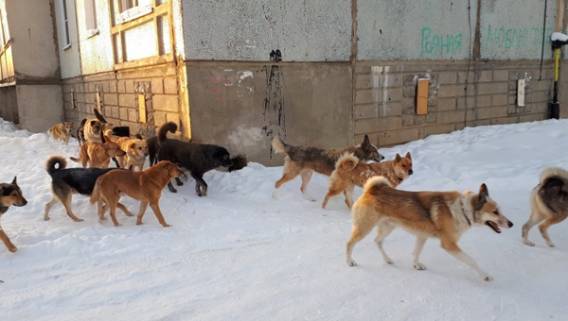 Кто в ответе за тех, кого приручили? 
